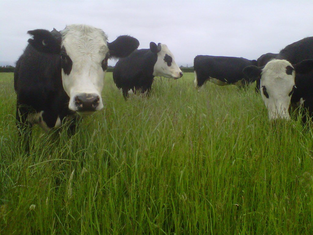 soil testing fertilizer new zealand fertnz dairy cows paddock grass performance gains