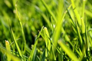 Microbes Out Front in ‘Key Challenge’