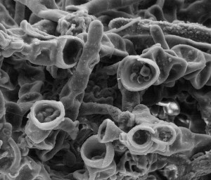 Don’t Kill Your Volunteer Army