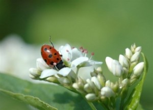 A Balancing Act – Naturally