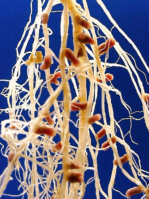 Micro Organism Interaction in the Soil