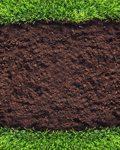Healthy grass and soil