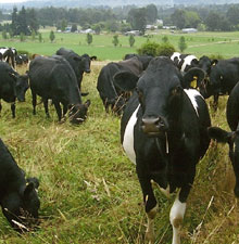 Magnesium Importance