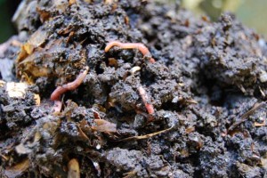 Detox by Decomposers