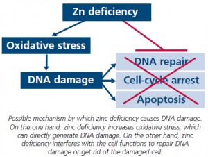 A Balancing Act – Naturally