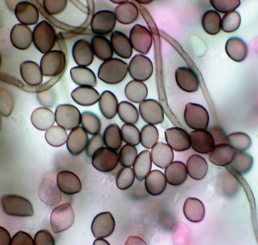 Chaetomium Beneficial Microbe