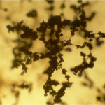Trichoderma_conidiophores_16X