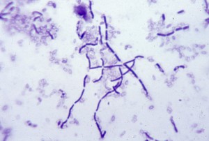 bsm34 - Gram-stained preparation of Bacillus subtilis showing rods and spores empty areas. approx. 1000 X