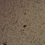 t.harzanium.2015.06.22-0003